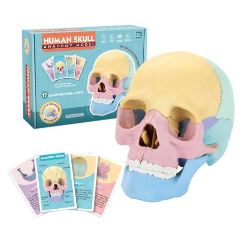 Human Skull Anatómico: Cráneo Didáctico para mentes curiosas